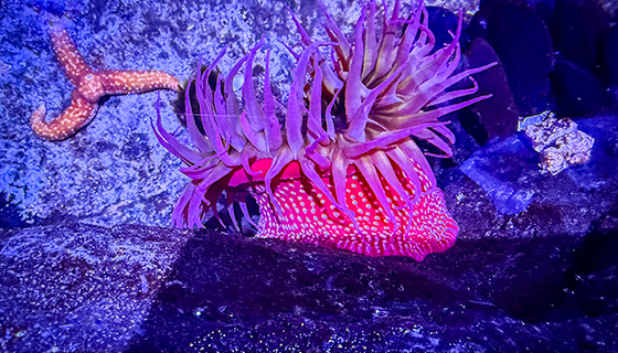 Kessil Lighting for Florida Aquarium Touch Pool