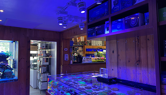 Kessil Lighting for House of Fins Showroom