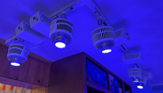 Kessil Lighting for House of Fins Showroom