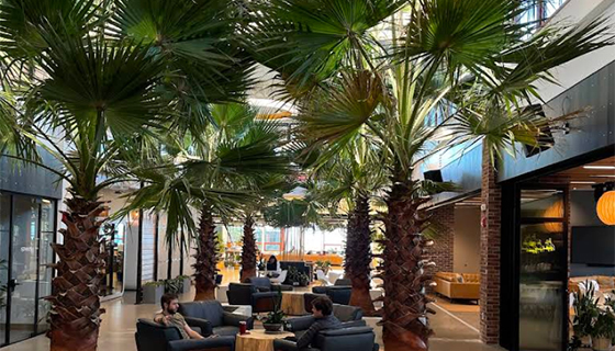 Kessil Lighting for Palm Trees at Hula Lakeside in Vermont