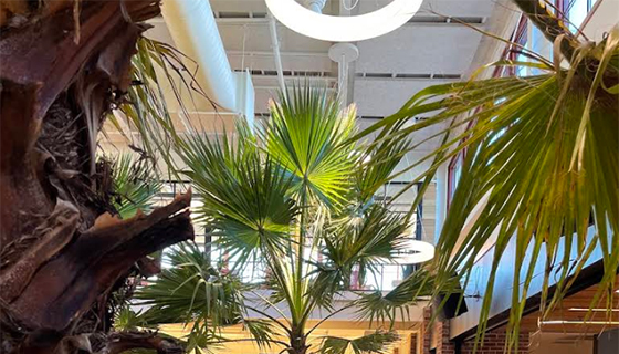 Kessil Lighting for Palm Trees at Hula Lakeside in Vermont