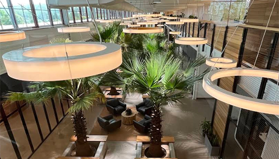 Kessil Lighting for Palm Trees at Hula Lakeside in Vermont