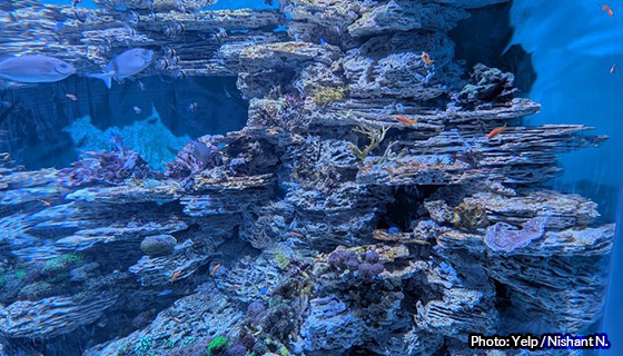 Kessil Lighting for Mote SEA in Sarasota