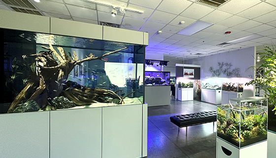 Kessil Lighting for Aquarium Design Group Showroom