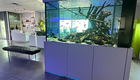 Kessil Lighting for Aquarium Design Group Showroom